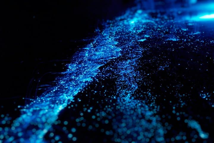 Bioluminiscencia en Puntarenas